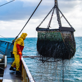 PPKM 期间日惹渔业出口额达到 280 亿印尼盾 Yogyakarta’s Fishery Exports Reach IDR 28 Billion Amid PPKM Restrictions