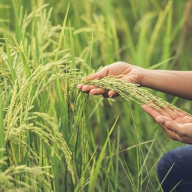 Agriculture